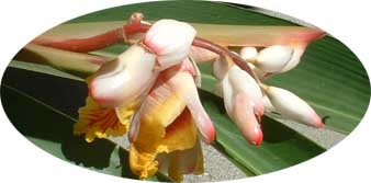 Shell ginger flowers close-up.