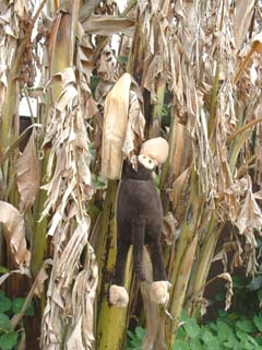 The sad state of bananas in winter